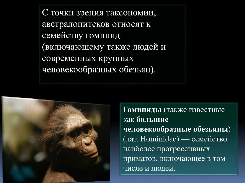 О принадлежности к семейству гоминид свидетельствует. Австралопитеки гоминид. Гоминиды человекообразные обезьяны. Семейство люди гоминиды. Семейство гоминиды признаки человека.