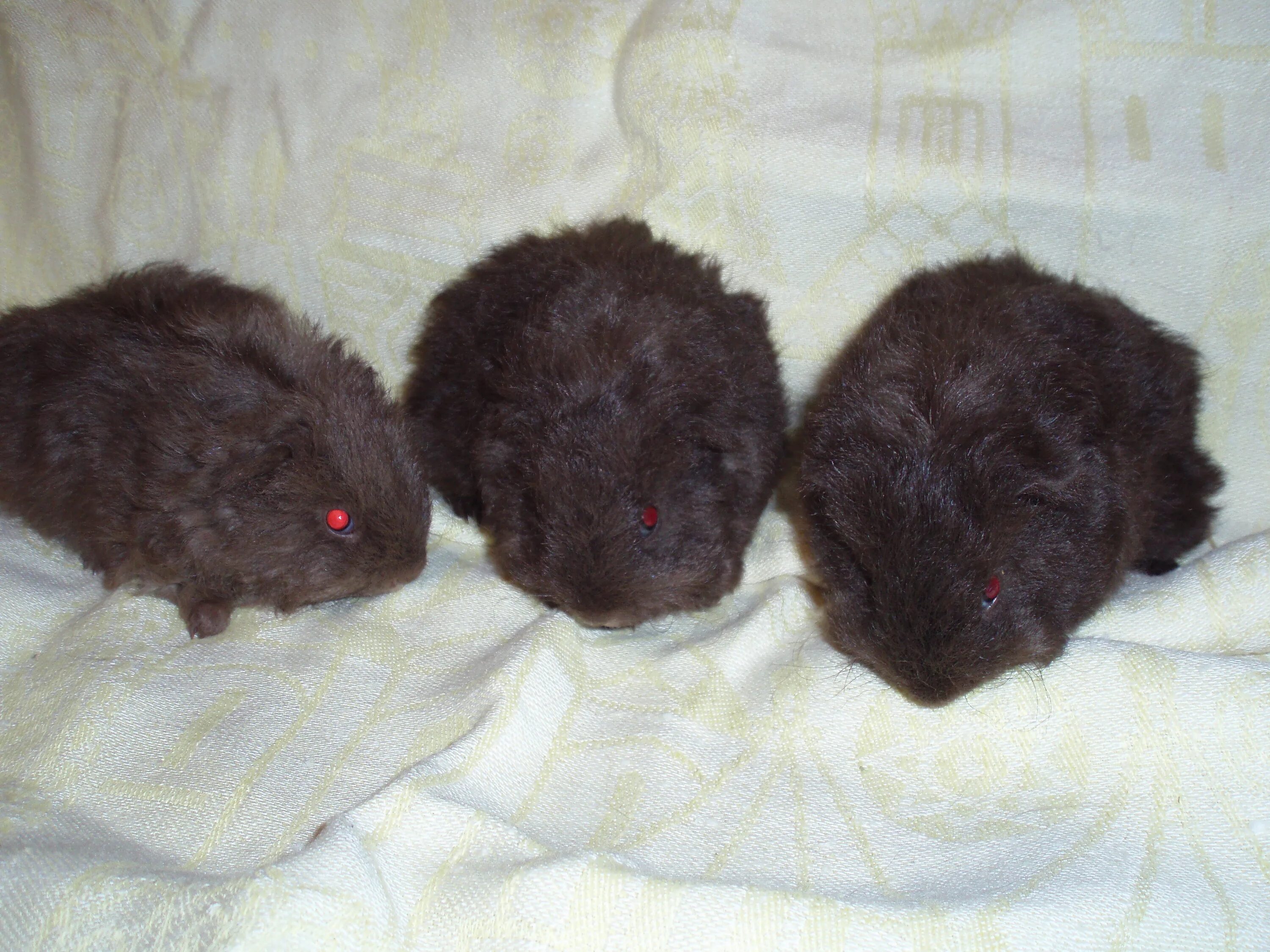 морские свинки тольятти