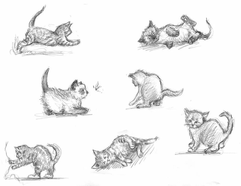 Движение первых кот. Кошка рисунок. Кошка скетч. Зарисовка кошки в движении. Наброски животных в движении.