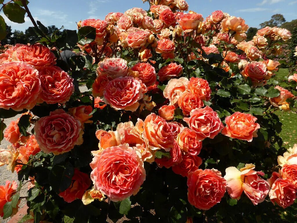 саженцы плетистой розы сабрина. брайтон , чайно-гибридные розы. садовые розы интернет магазин. пионовидная роза садовая. роза роуз гарден.