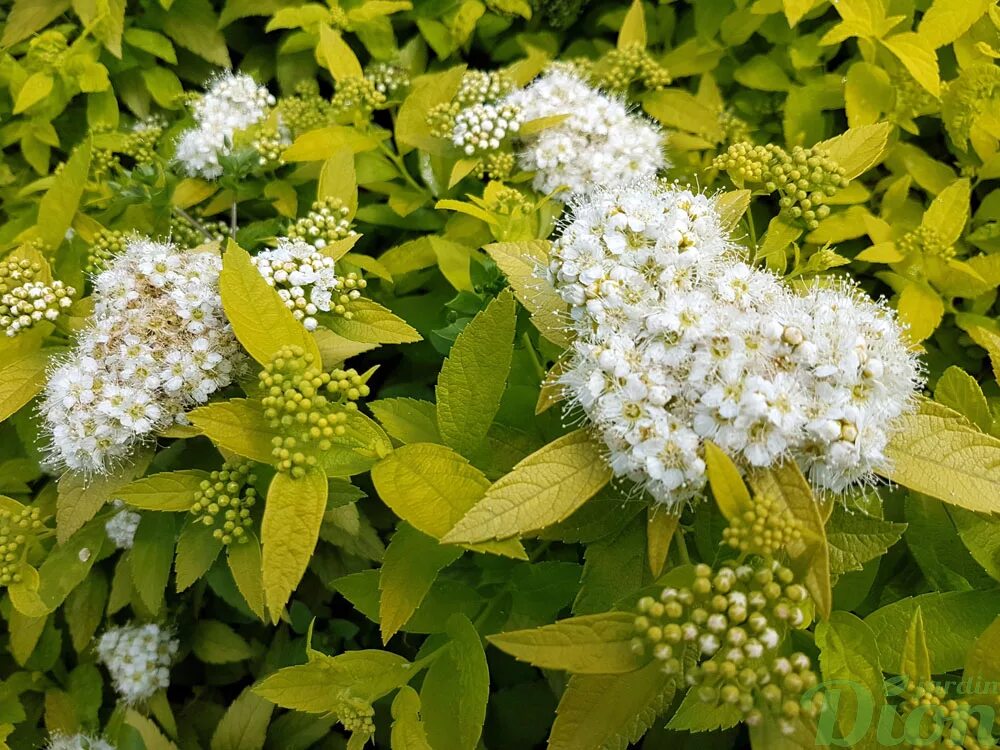 Спирея japonica. Спирея японская. Спирея японская (Spiraea japonica). Спирея Уайт Голд. Спирея японская Уайт Голд.