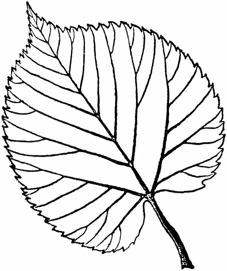Черно белые картинки листьев. Раскраска листьев. Листья раскраска. Листья рисунок. Листик раскраска.