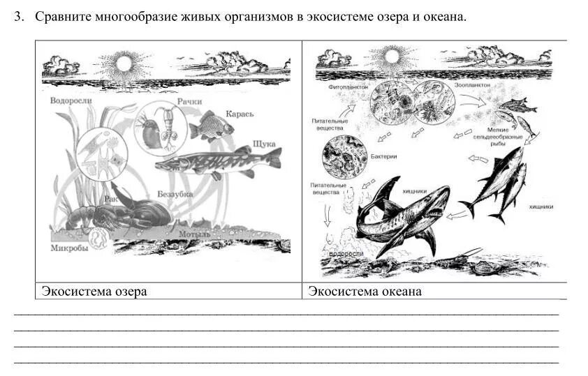 Тест по теме экосистема. Задания по экосистеме. Экосистема задания. Живые организмы экосистемы. Многообразие организмов в биогеоценозе.