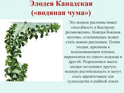 Элодея особенности внешнего строения