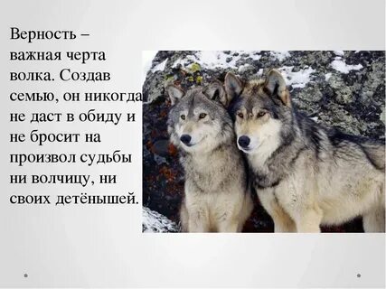 Между нами волки как будто слова