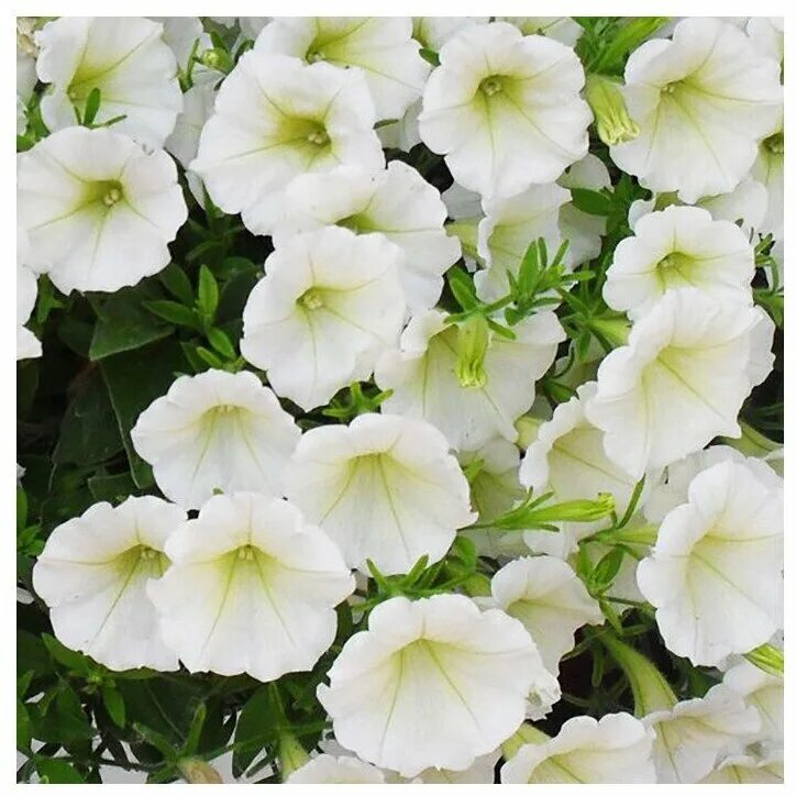 петуния ампельная лавина белая. петуния ампельная лавина белая.
