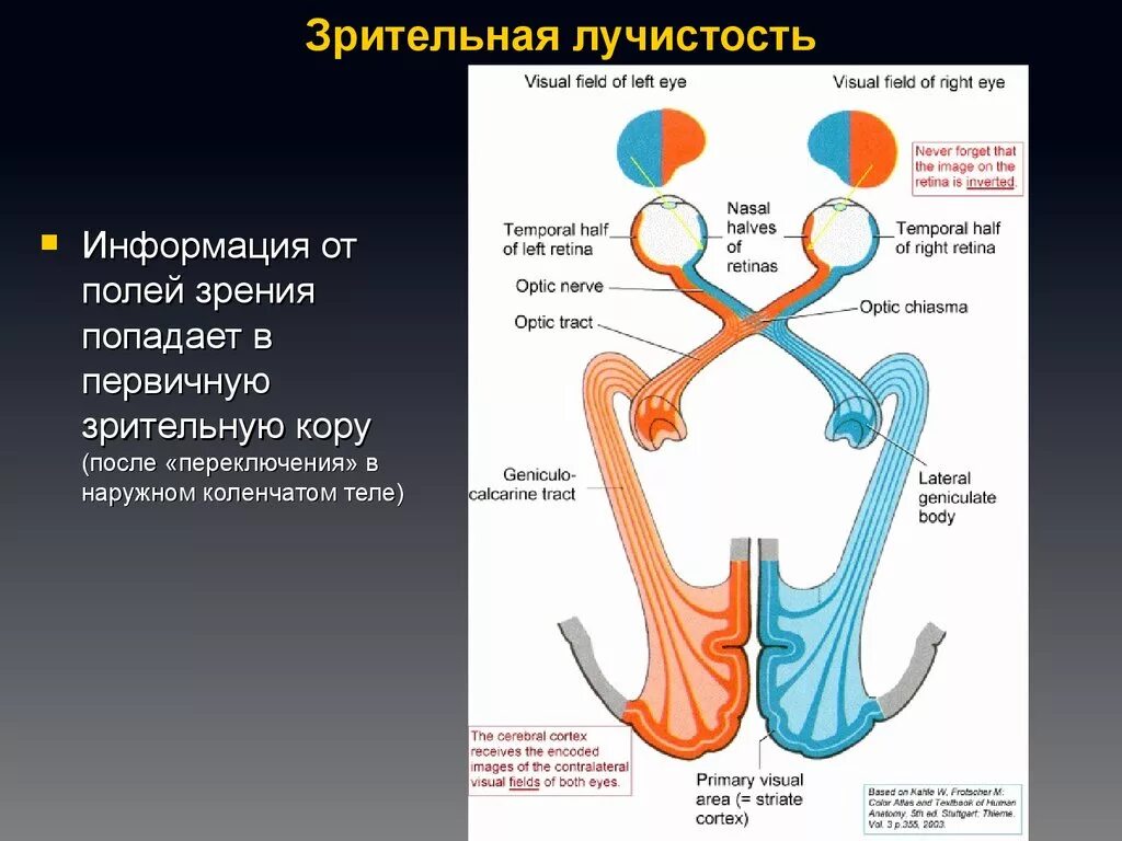 Зрительная лучистость анатомия. Зрительный тракт и Зрительная лучистость. Зрительная лучистость локализована в. Зрительная лучистость где находится. Переработка информации в зрительной коре