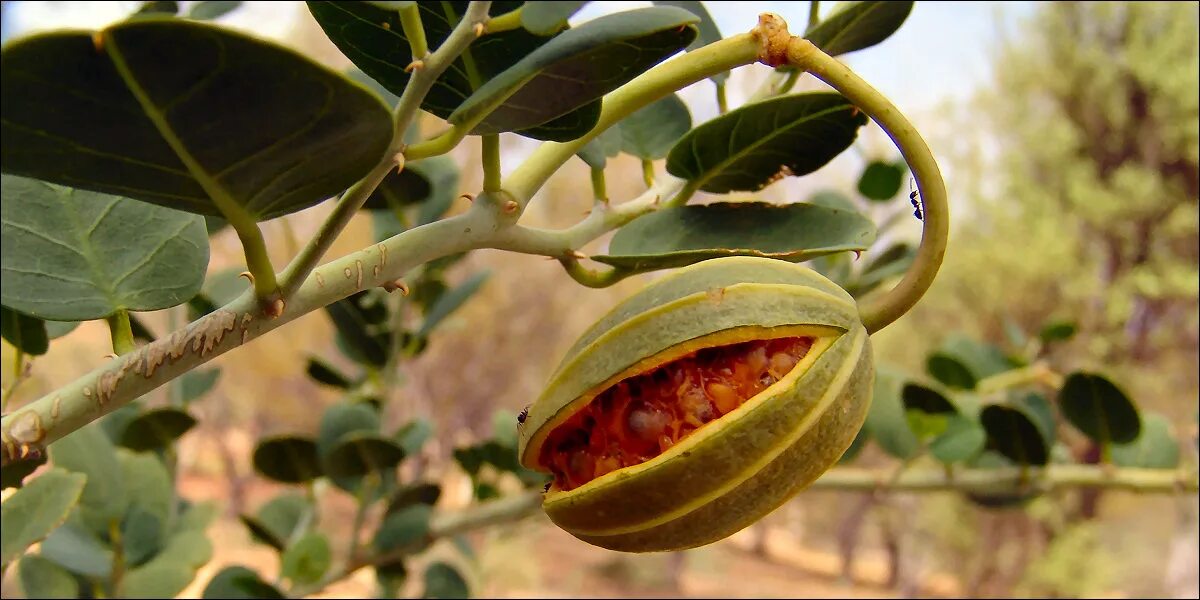 Каперсы кустарник. Каперсы дерево. Каперсы колючие. Как растут каперсы. Как растут каперсы.