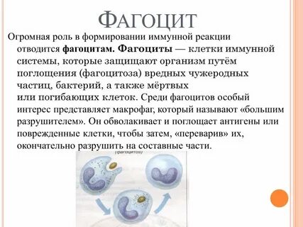 Какие клетки выполняют функцию фагоцитоза