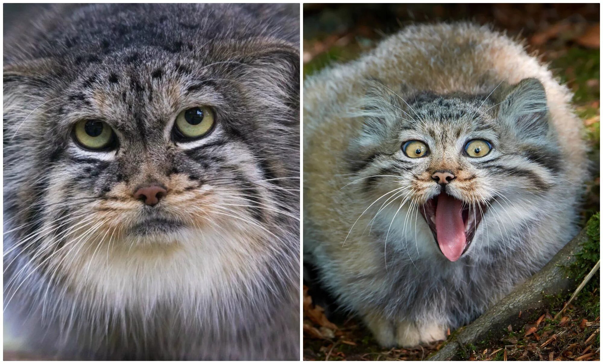 Манул кошачий. Манул (палласов кот). сибирский дикий кот манул. манул забайкальский дикий кот. манул 161.