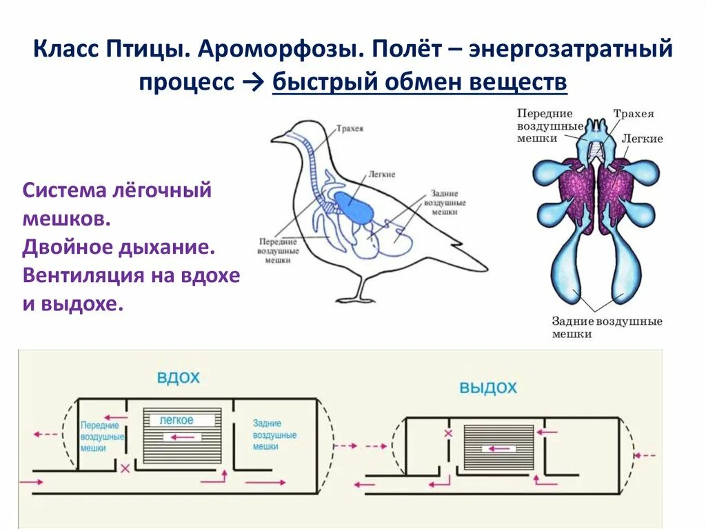 Нарисуйте схему процесса двойного дыхания птиц Дыхательная система хордовых