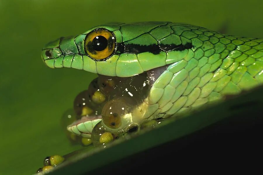 Змея хамелеон. Parrot Snake. Frog Fish Turtle Snake.