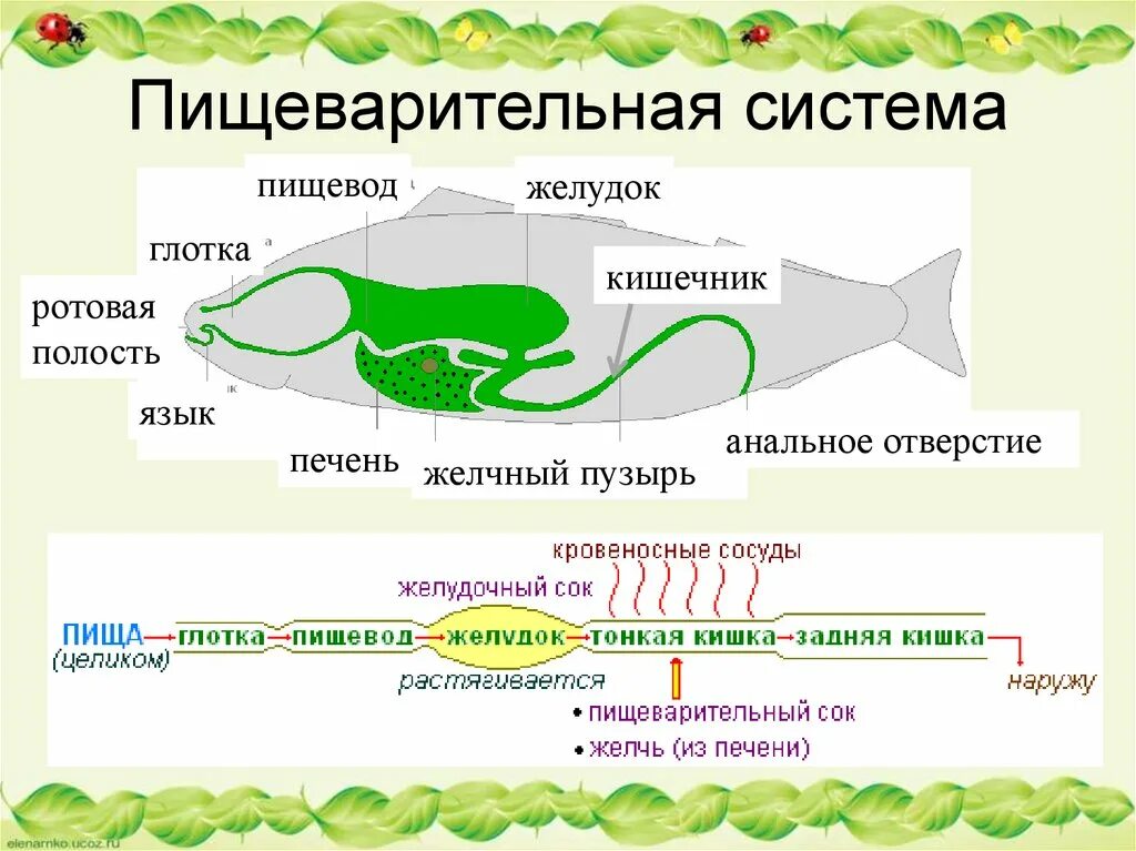 Функции пищеварительной системы рыб кратко. Пищеварительная система рыб 7 класс. органы пищеварительной системы рыб схема. пищеворительнаясистема у рыб.