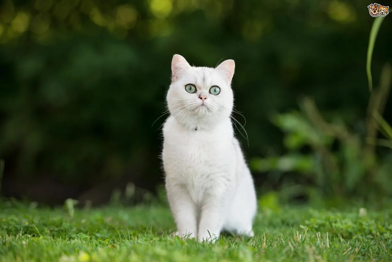 Wait cats