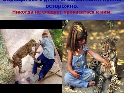 Животные нужны для человека