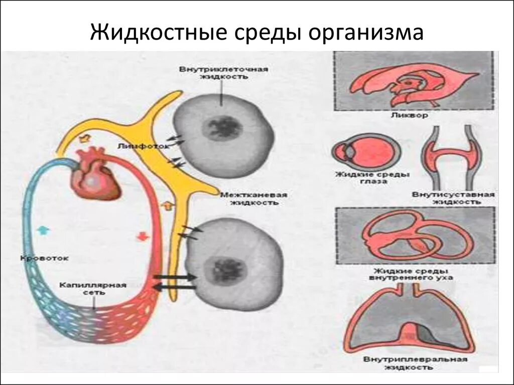 Жидкостная среда. Стерильные среды организма. Ph кислотно щелочной баланс. Физиологическая среда организма. Внутренняя среда человека схема биология.