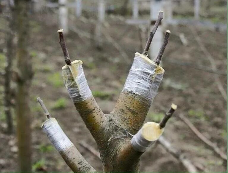 Привой подвой окулировка. Прививка груши на яблоню. Прививка яблони весной в расщеп. Как привить яблоню весной. Прививка яблони подвой привой.