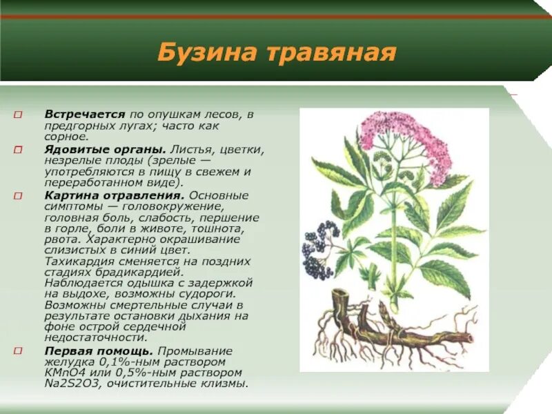 Нежные листья ядовитые корни по порядку. Ядовитые растения. лекарственные и ядовитые растения. ядовитые растения ленинградской. ядовитые и лекарственные растения ленинградской области.