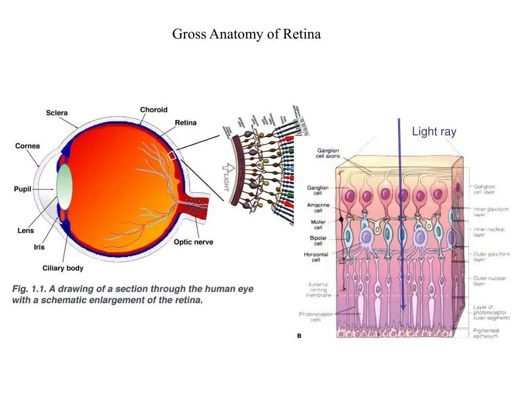 Сетчатка функции кратко. Retina анатомия. сетчатка анатомия. retinal layers.
