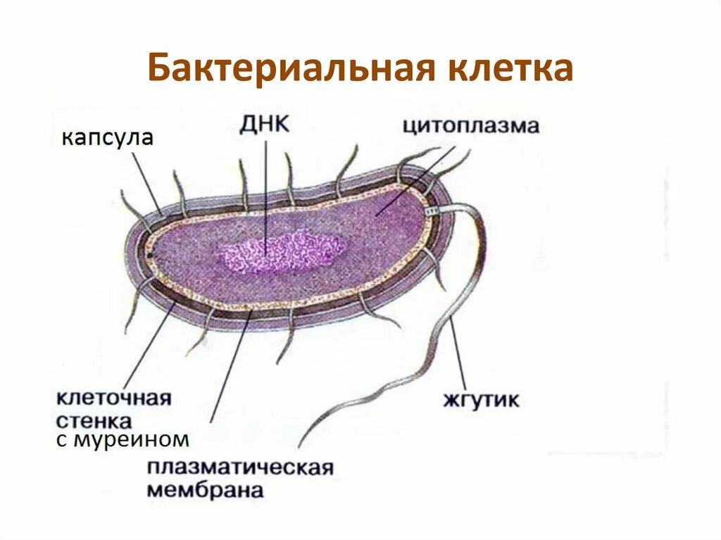 Бактерия прокариот строение