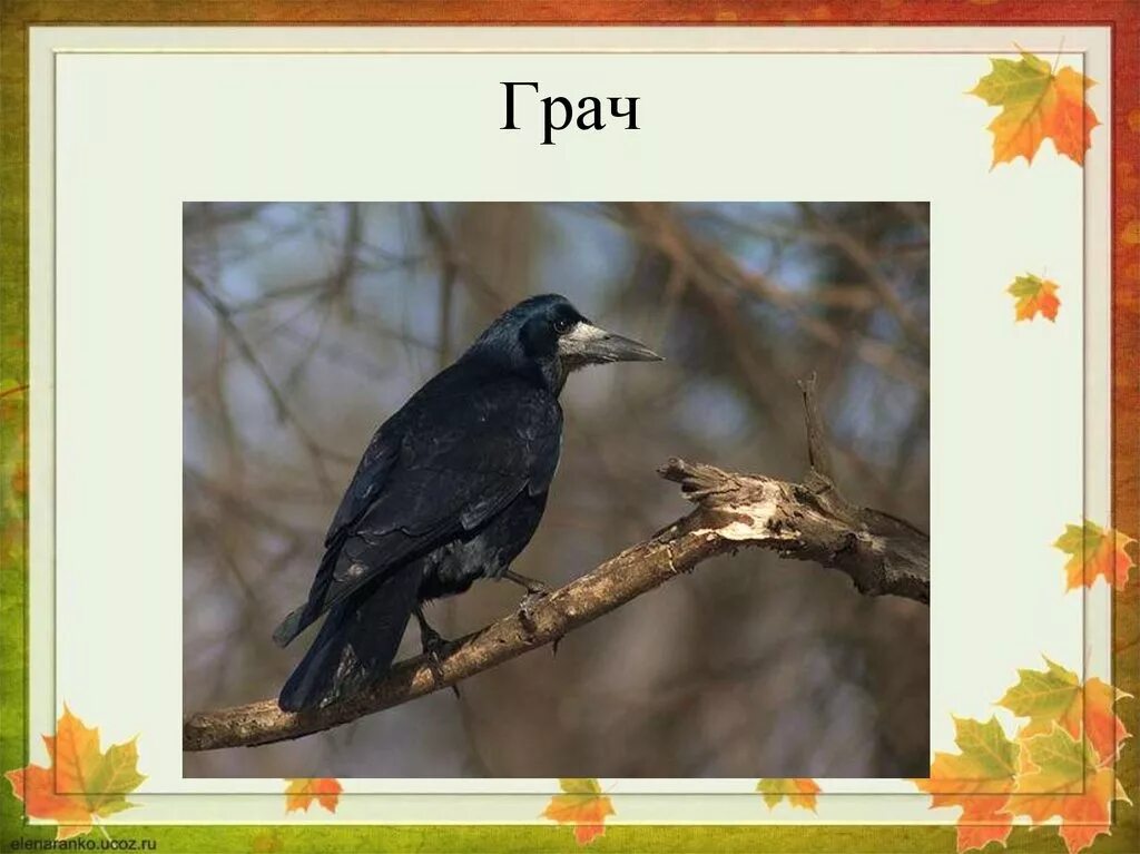 загадка про грача для дошкольников. слово грач звуками. какого пение грачей. звуковой анализ слова грач. перелетные птицы оренбургской области.