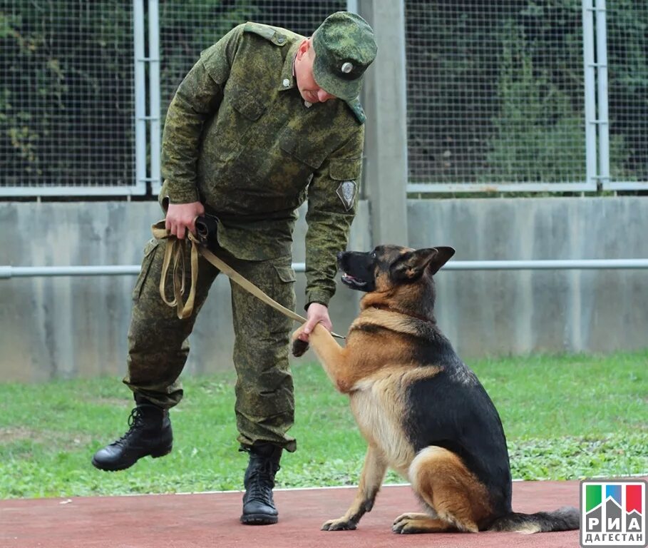 Бесплатный кинолог