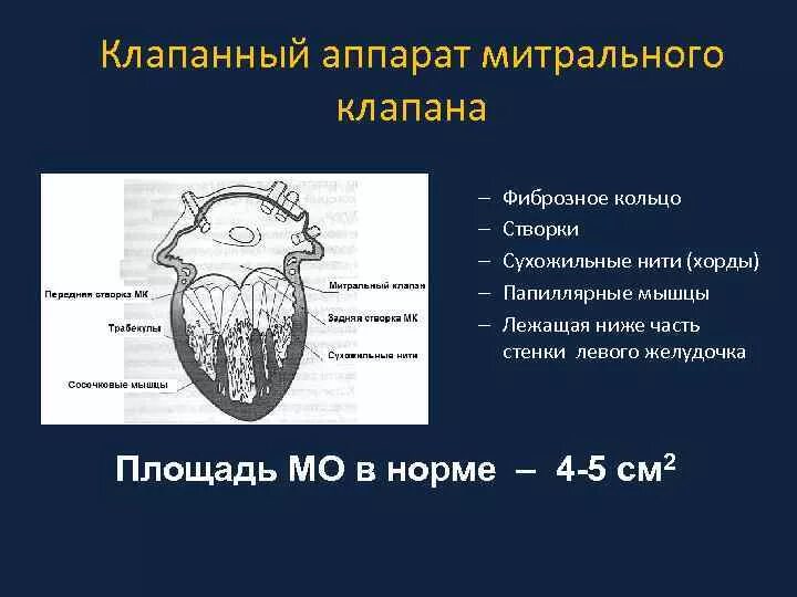 Укажите место расположения двухстворчатого митрального клапана Картинки ТРАБЕКУЛА ЛЕВОГО ЖЕЛУДОЧКА