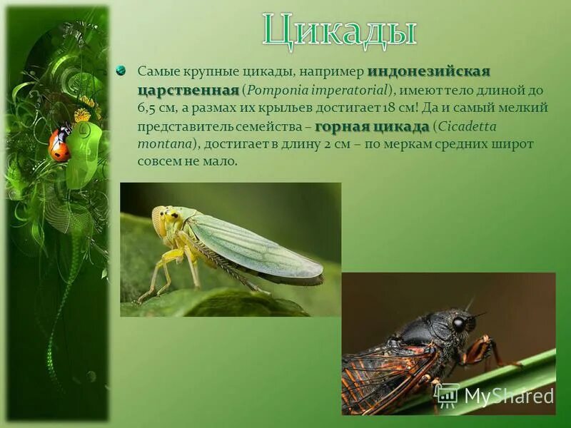 Место обитания равнокрылых. Место обитания равнокрылых