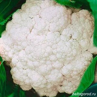 Цветная капуста сорт гарантия
