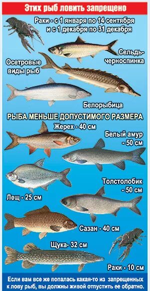 Какую рыбу можно ловить по новому закону. Рыба запрещенная к вылову в России. Размеры рыб для вылова. Размер рыбы разрешенной к вылову. Размер видов рыб для вылова.