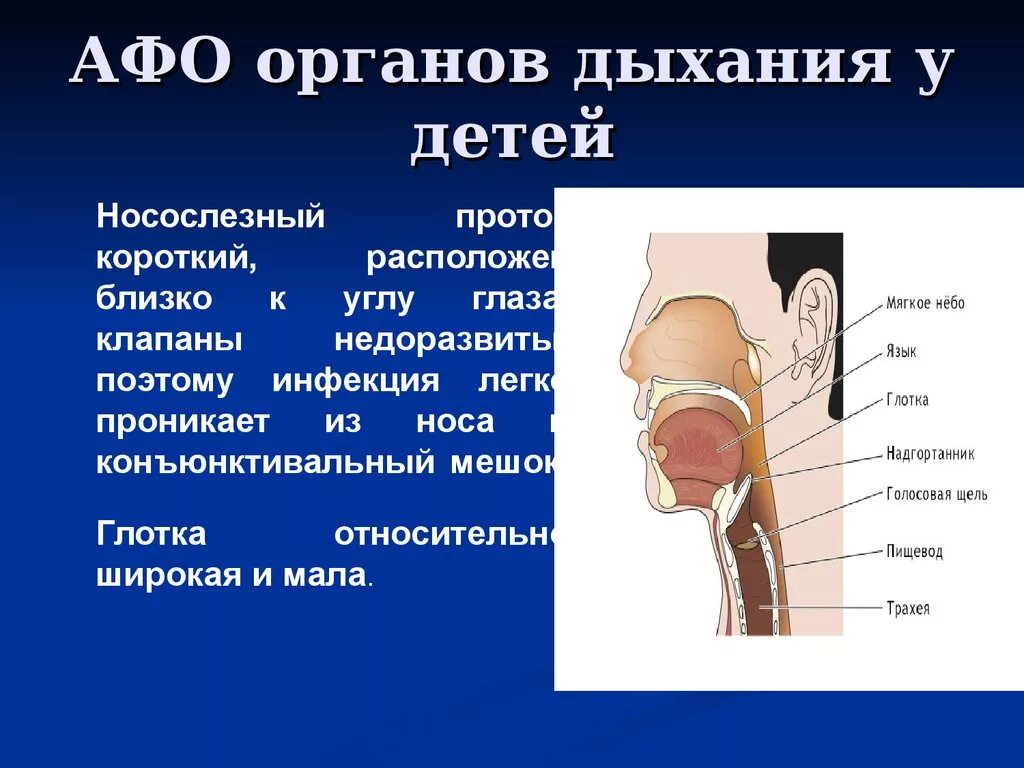 Лор органы у детей. Афо строения органов дыхания. Анатомо-функциональные особенности органов дыхания.. Строение органов дыхания у детей. Анатомо физиологические системы органов дыхания у детей.