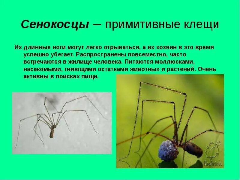 Среда обитания паукообразных 7 класс. Паукообразные сенокосцы представители. отряд сенокосцы представители. сенокосец обыкновенный среда обитания. сенокосцы паукообразные кратко.