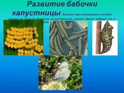 Тип развития капустной белянки