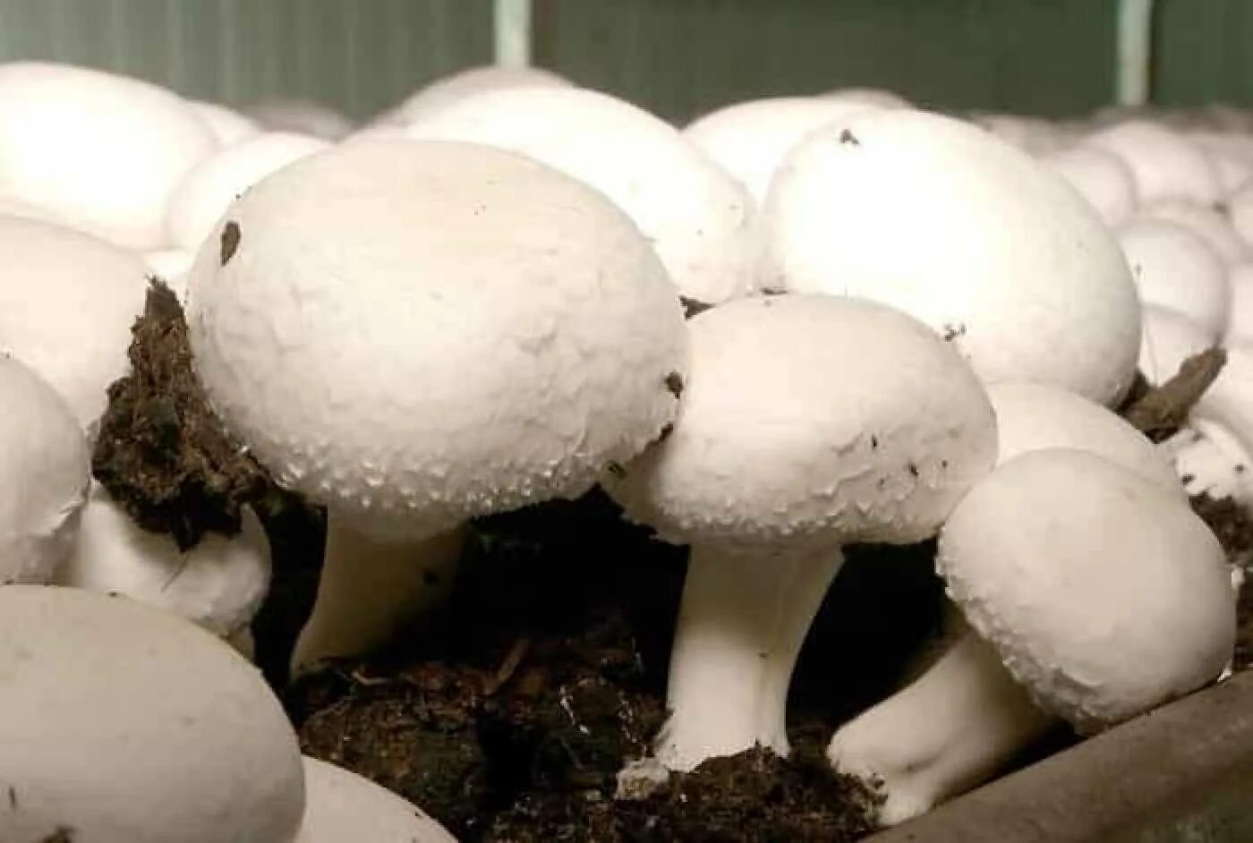 Грибы шампиньоны выращивание в домашних условиях. Мицелия грибов шампиньон полевой. Грибница шампиньонов. Шампиньоны растут. Выращивание грибов в домашних условиях.