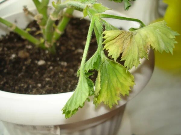 Пеларгония королевская- пожелтение листьев. Королевская герань почему желтеют листья. Королевская герань почему желтеют листья. Пеларгония желтеют листья. Королевская герань почему желтеют листья.