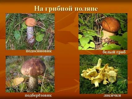 Подберезовик подосиновик гриб сыроежка