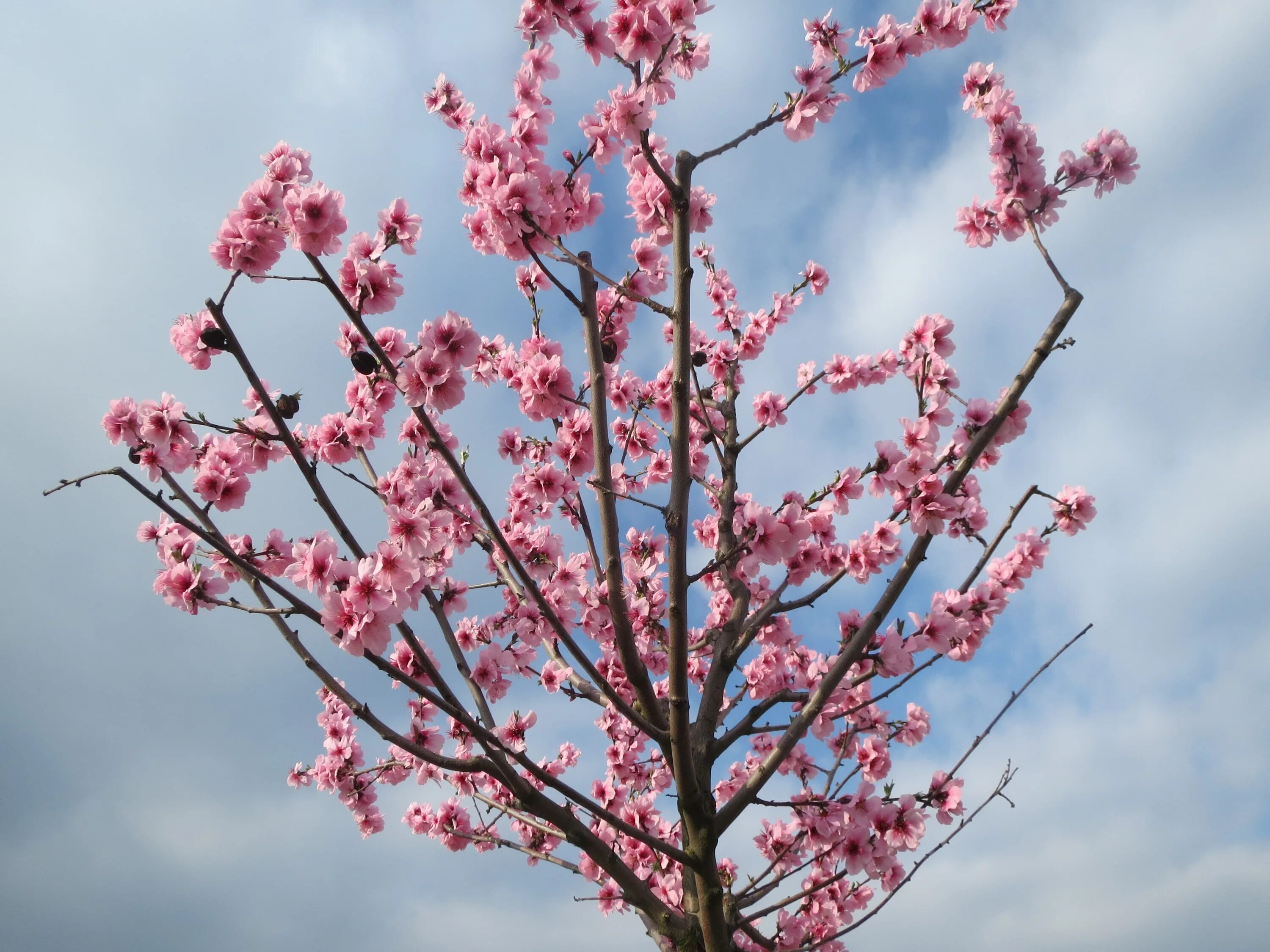 Цветущее дерево без листьев. Миндаль (Prunus Dulcis). Прунус (Prunus). Prunus Amygdalus дерево. Прунус трилоба.