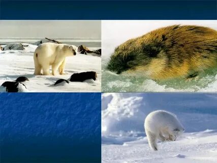 В холодной тундре 4 класс окружающий мир