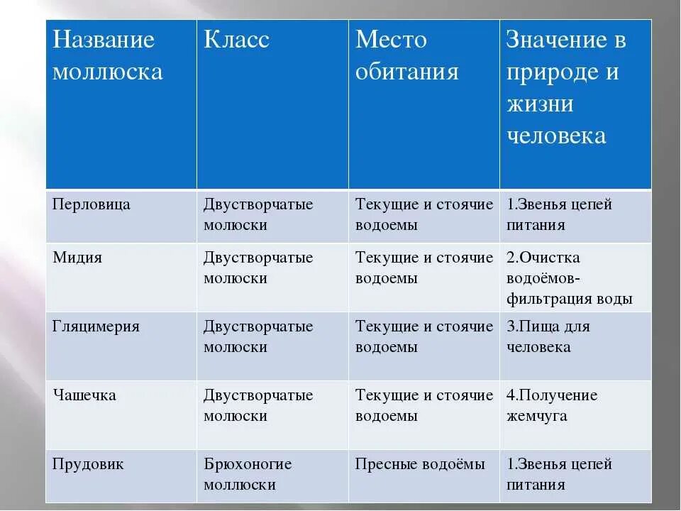 Характеристика моллюсков 7 класс. Класс брюхоногие моллюски таблица. биология 7 класс брюхоногие моллюски таблица. класс брюхоногие моллюски таблица 7 класс биология. таблица брюхоногие двустворчатые головоногие 7 класс биология.