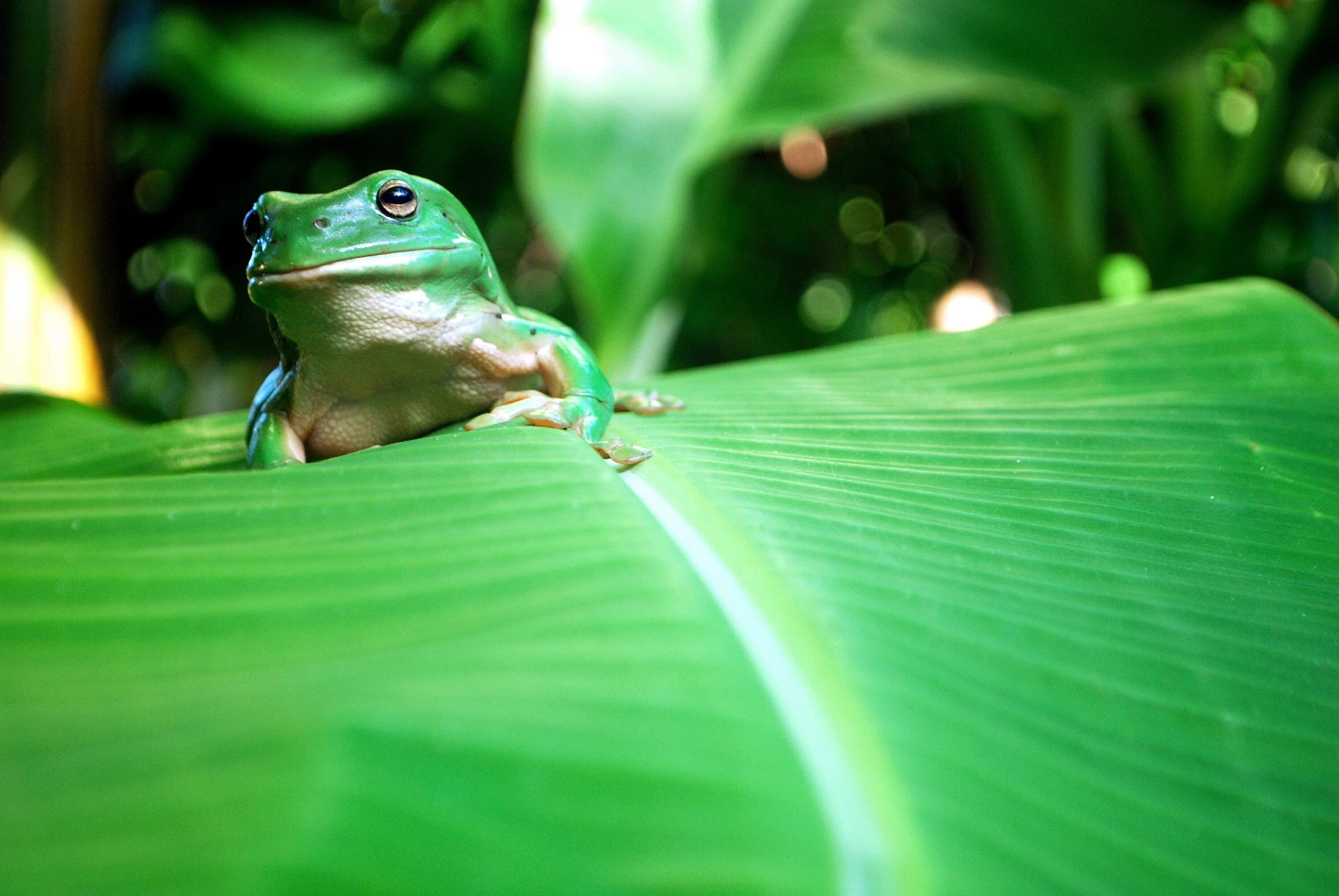 Тайская жаба. Ярко зеленая жаба. Ярко зеленая лягушка на Кубани. Салатовая лягушка.