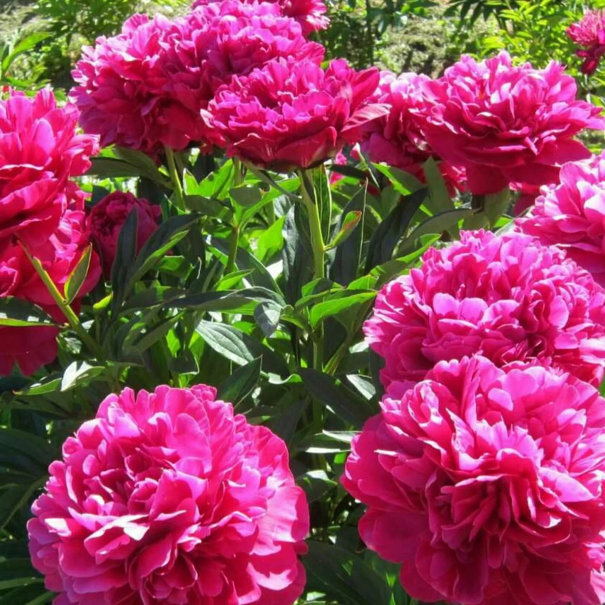 Пион Канзас Peony Kansas - купить многолетники с доставкой по Украине в магазине