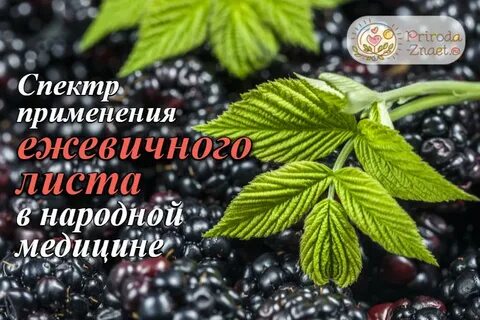Листья ежевики свойства