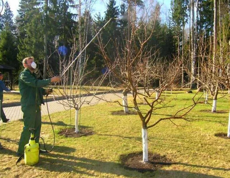 Обработка деревьев ранней весной мочевиной. Опрыскивание деревьев в саду. обработка дерева. обработка плодовых деревьев. плодовые деревья для сада.