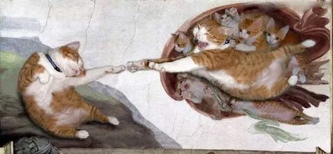 Котики куда куда