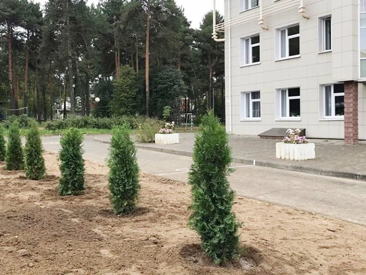 Высота деревьев во дворах