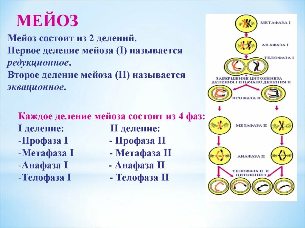 Деление клетки задачи. Фазы мейоза 10 класс. Мейоз 2 процессы. Деление клетки мейоз биология 10 класс. Фазы мейоза 2 деление.