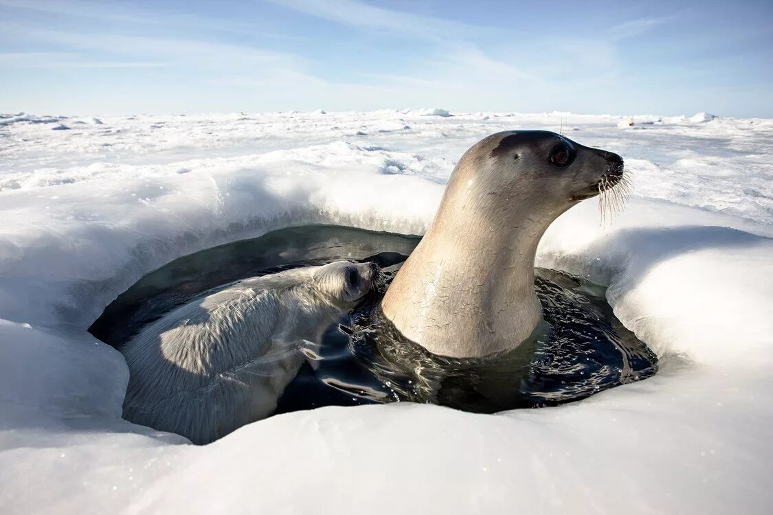 Парк северных животных. Гренландский национальный парк. Тюлень в арктической пустыне. Гренландский национальный парк заповедник. В Арктике обитают нерпы.