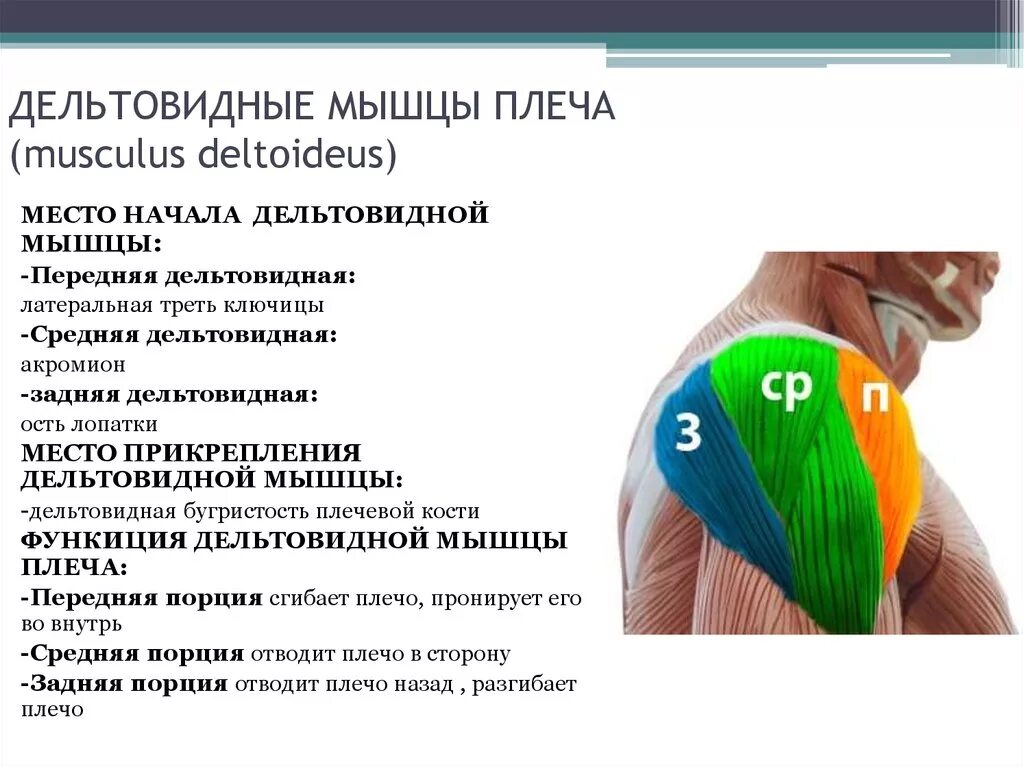 Передние пучки дельтовидных. Функции передней части дельтовидной мышцы. Дельтовидная мышца плеча функции. Задние пучки дельтовидной мышцы функции.