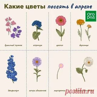 Какие цветы нужно сеять в марте