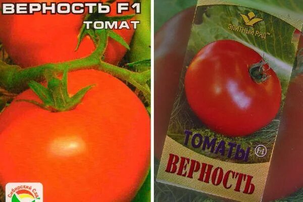 Томат верность